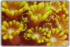 Yellow/Green Flower Pot Coral